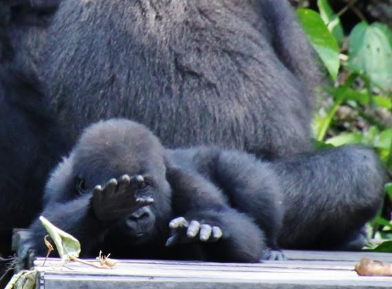 Gorilla orfani